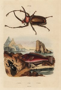 Rhinoceros scarab bille, Golofa porteri 1, kretensisk scarab-fisk, Scarus creticus 2 og Scarites buparius bille 3 af Unbekannt