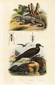 Rock agama og parasitisk jaeger., 1834-1839 (gravering) af Unbekannter Künstler