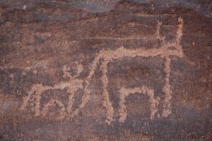 Klippekunst, forhistorie: Indgravering af en ko og dens kalv i Uweinat-massivet, Egypten. (Periode fra 8000 til 3000 år f.Kr.). Fotografering af Unbekannt