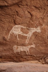 Klippekunst, forhistorie: Klippemaleri af to køer med store horn (langt horn) i et udsmykket læ, i Uweinat-massivet, Sudan (Karkur-Talh eller Karkur Talh). Periode fra 8000 til 3000 år f.Kr. Fotografering af Unbekannt