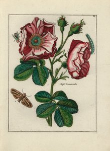 Rose, variete Rosa provincialis, med insekter - Litografi tilskrevet Paul Theodor van Brussel (1754-1795), forfatter til omslagsbuketten, eller A.Bres., påvirket af Nicolas Robert (1614-1685), udgivet i "Nederlandsch Bloemwerk" (Hollandsk Blomsterkompositi af Unbekannter Künstler