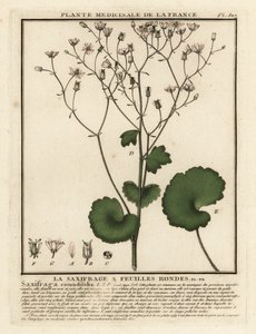 Rundbladet saxfrage, Saxifraga rotundifolia. af Unbekannter Künstler