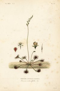 Rundbladet soldug eller almindelig soldug, Drosera rotundifolia, Droserie a feuilles rondes af Unbekannt