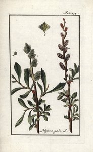 Kongepeber eller sumpmyrte (Myrica gale). Litografi fra "Afbeelding der Artseny-Gewassen" af Johannes Zorn (1739-1799), Holland af Unbekannter Künstler