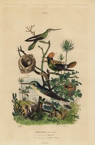 Rufous tailed kolibri, Amazilia tzacatl, Tufted coquette, Lophornis ornatus og sortøret fe, Heliothryx auritus Gråbuget kolibri, nakkekrave, azurblå ører af Unbekannt