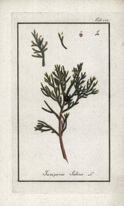 Enebær (Juniperus sabina). Litografi fra "Afbeelding der Artseny-Gewassen" af Johannes Zorn (1739-1799), Holland af Unbekannter Künstler