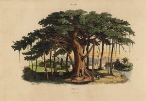 Helligt figentræ eller peepal træ, Ficus religiosa af Unbekannt