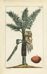 Sago palm tree, Metroxylon sagu. af Unbekannter Künstler