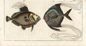 Saint stone (eller søhøne, doree eller zee) - skomagertråd (eller fjerklædt carangue) - John Dory, Zeus faber 126, og afrikansk pompano, Alectis ciliaris 127. Håndkoloreret kobberstik fra Gottlieb Tobias Wilhelms Encyclopedia of Natural History: Fish, af Unbekannter Künstler