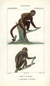 Sajou eller saphogano eller kapucinerabe og saimiri eller egernabe - Eau forte af Jean Gabriel Pretre (1780-1845), graveret af Carnonkel, til naturvidenskabelig ordbog: pattedyr af Frederic Cuvier, redigeret af Pierre Jean Francois Turpin (1775-1840), udg. af Unbekannter Künstler