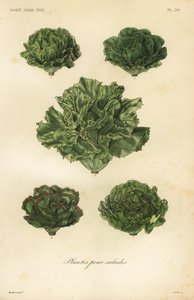 Salat grøntsager, planter til salater af Unbekannt