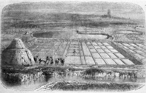 Saltproduktion: strandenge (saltvand) i det sydlige Frankrig. 1800-tals gravering af Unbekannt