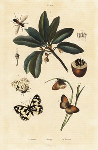 Sapodilla og møl. af Unbekannter Künstler
