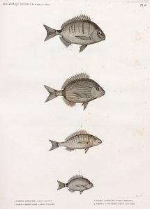 Sargue Enrouee; Almindelig Sargue; Pagre Mormyre & Annular Sargue af Unbekannt