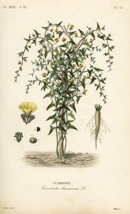 Scammony, Convolvulus scammonia, Scammonee af Unbekannt