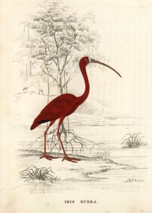 Rød ibis, Eudocimus ruber (Ibis rubra). Håndkoloreret stålstik fra Georg Friedrich Treitschkes naturhistoriske galleri, Naturhistorischer Bildersaal des Thierreiches, Liepzig. af Unbekannter Künstler
