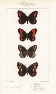 Skotsk argus, Erebia aethiops, stor ringdrossel, Erebia euryale, efterårsringdrossel, Erebia neoridas (ventral), og Arran brown, Erebia ligea (ventral). Håndkoloreret stålstik af brødrene Pauquet efter en illustration af Alexis Nicolas Noel fra Hippoly af Unbekannter Künstler