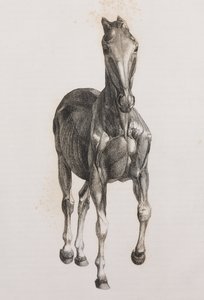 Andet dissekeret lag af en hest, set forfra af Unbekannt