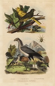 Sekretærfugl, Sagittarius serpentarius, vilde og tamme kanariefugle, Serinus canaria af Unbekannt