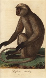 Semnopitheque entelle - Grå langur eller Hanuman langur, Semnopithecus entellus (Dufresnes abe, Simia entellus) - Håndkoloreret kobberstik af J. Pass efter en illustration af Jean Baptiste Audebert fra Ebenezer Sibly