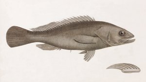 Serran Airain, tæt på af Unbekannt