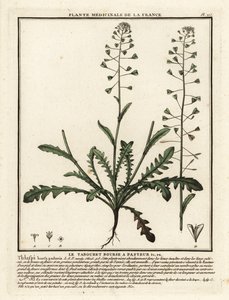 Hyrdepung, Capsella bursa-pastoris. af Unbekannter Künstler