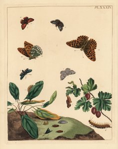 Sølvplet-sommerfugl, Argynnis paphia, skovmøl, Adscita statices, L. eller stikkelsbærmøl, Halia vauaria, lille kobbersommerfugl, Lycaena phlaeas, dyndflue, Erynnis tages, og stikkelsbærbusk, Ribes grossularia. Håndkoloreret litografi af Unbekannter Künstler