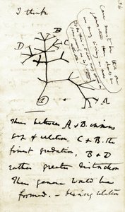 Skitse af Charles Darwin (1809-1882) fra hans første notesbog "Transmutation of species": dette er hans første diagram, der henviser til hans evolutionsteori. 1837 af Unbekannter Künstler