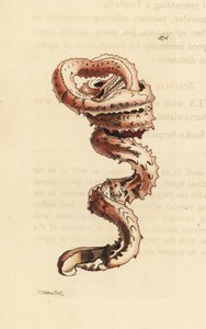 Spalteormsskal, Tenagodus anguinus (Muricated serpula, Serpula muricata). Illustration tegnet og graveret af Richard Polydore Nodder. Håndkoloreret kobberstik fra George Shaw og Frederick Nodders The Naturalist