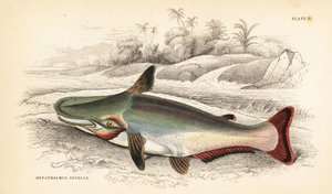 Slopehead catfish, Ageneiosus inermis (Arawaakernes Dawalla, Hypothalmus davalla). Håndkoloreret stålstik af W.H. Lizars efter en illustration af James Stewart fra Robert Schomburgs Fishes of Guiana, en del af Sir William Jardine