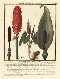 Slangehoved, Arum maculatum. af Unbekannter Künstler