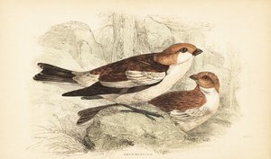 Snespurv, Plectrophenax nivalis.1889 (gravering) af Unbekannter Künstler