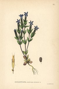 Sne-ensian, Gentiana nivalis af Unbekannter Künstler