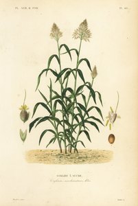 Sarghum græs, Stor hirse, Durr, Joari eller milo, Sarghum bicolor, Sarghum sanccharatum, Sarghum a sucre af Unbekannt