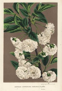 Surkirsebærtræ, Prunus cerasus (caproniana ranunculiflora). Håndkoloreret litografi fra Louis van Houtte og Charles Lemaires Flowers of the Gardens and Hothouses of Europe, Flore des Serres et des Jardins de l
