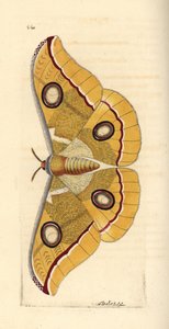 Sydindisk lille tussore, Antheraea paphia (Phalaena paphia). Illustration tegnet og graveret af Richard Polydore Nodder. Håndkoloreret kobberstik fra George Shaw og Frederick Nodders The Naturalist