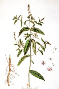 Spearmint af Unbekannter Künstler