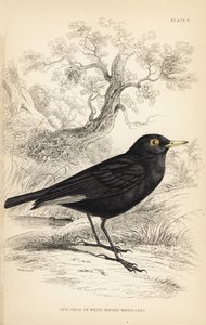 Brilletyrann, Hymenops perspicillatus (Brille- eller hvidvinget vandrikse, Perspicilla leucoptera). Håndkoloreret stålstik af William Lizars efter en illustration af William Swainson fra Sir William Jardine