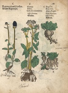 Spidset skræppe, Phyteuma spicatum, skirret, Sium sisarum, og majroe, Brassica rapa. Håndkoloreret træsnit af en botanisk illustration fra Adam Lonicers Krauterbuch, eller Herbal, Frankfurt af Unbekannter Künstler
