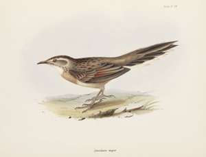 Spinetail, Sydamerika, c 1832-1836 af Unbekannter Künstler