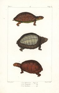 Pletbenet skildpadde, Rhinoclemmys punctularia 1, indisk klapskildpadde, Lyssemys punctata 2, og nordafrikansk hjelmskildpadde, Pelomedusa subrufa olivacea. Håndkoloreret kobberstik af David efter en illustration af Jean-Gabriel Pretre fra Bern. af Unbekannter Künstler