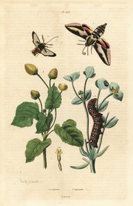 Spurge-høgmøl, Hyles euphorbiae og larve 1, gedehamsemøl, Sesia apiformis 2 og tandpineplante, Spilanthes-arter af Unbekannt