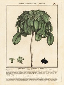 Spurge Laurel, Daphne Laureola. af Unbekannter Künstler