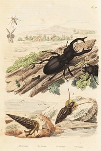 Hjortebille, Lucanus cervus 1, Cerithium sulcatum og Rhinoclavis aspera molluscs 3,4, Cerocoma elateroides 5 og Keroplatus tipuloides hveps 6 af Unbekannt