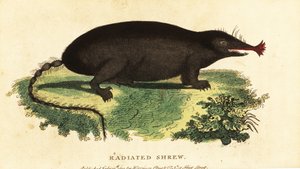 Stjerne-næse muldvarp, Condylura cristata., 1800 (gravering) af Unbekannter Künstler