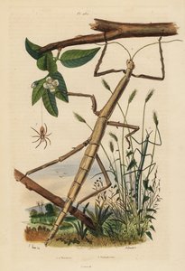 Stickinsekter eller phasmider, Carausius morosus og Clonopsis gallica, og vandrende krabbeedderkop, Philodromus aureolus af Unbekannt