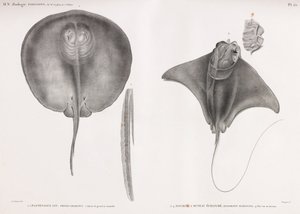 Stingray, for og bag af Unbekannt