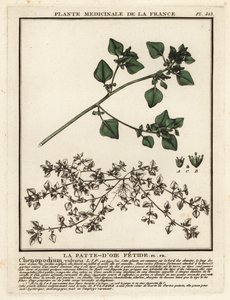 Stinkende gåsefod, Chenopodium vulvaria. af Unbekannter Künstler