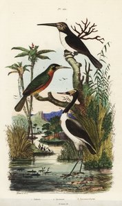 Stork, Jabiru mycteria, rødhalet jacamar, Galbula ruficauda og tretået jacamar, Jacamaralcyon tridactyla af Unbekannt