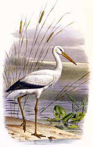 Stork, ca. 1850 (litografi) af Unbekannter Künstler